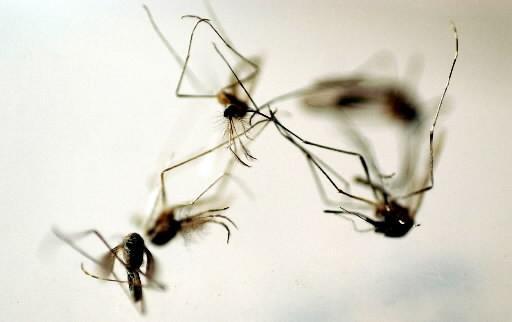 weld-county-mosquitos-test-positive-for-west-nile-virus