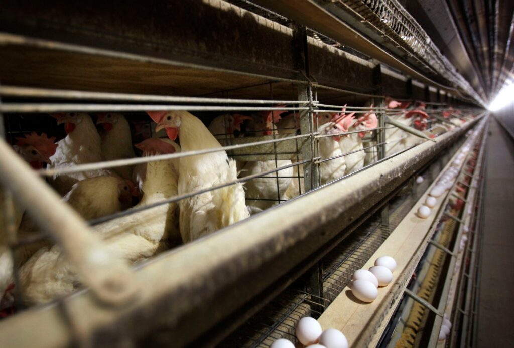 colorado-reports-three-more-presumed-human-cases-of-bird-flu-after-outbreak-at-commercial-egg-facility