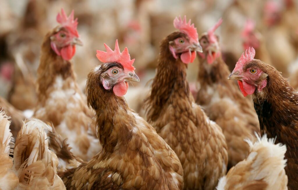 us.-health-officials-confirm-4-new-bird-flu-cases-in-colorado-poultry-workers