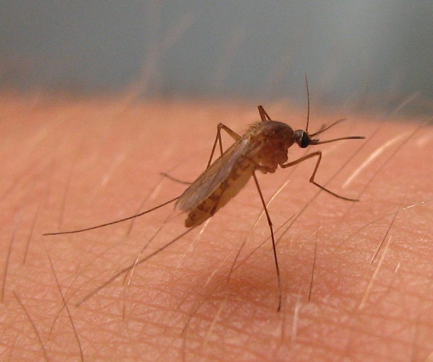 west-nile-virus-confirmed-in-denver-mosquitoes